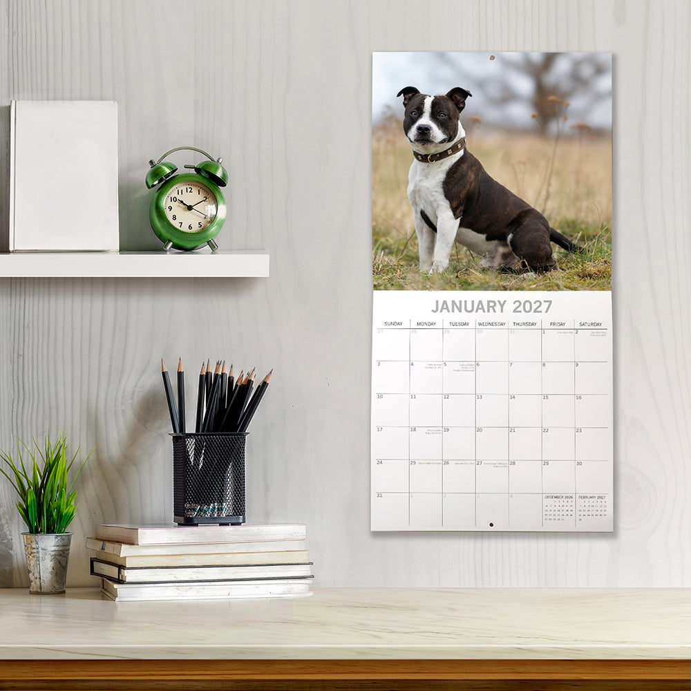 Staffordshire Bull Terriers 2027 Calendar - lifestyle shot hung on wall showing January 2027 page with black and white Staffy in field