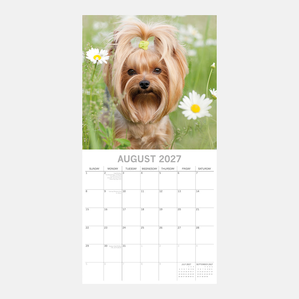 Yorkshire Terriers 2027 Calendar - August 2027 page with golden Yorkie sitting among white daisies in meadow