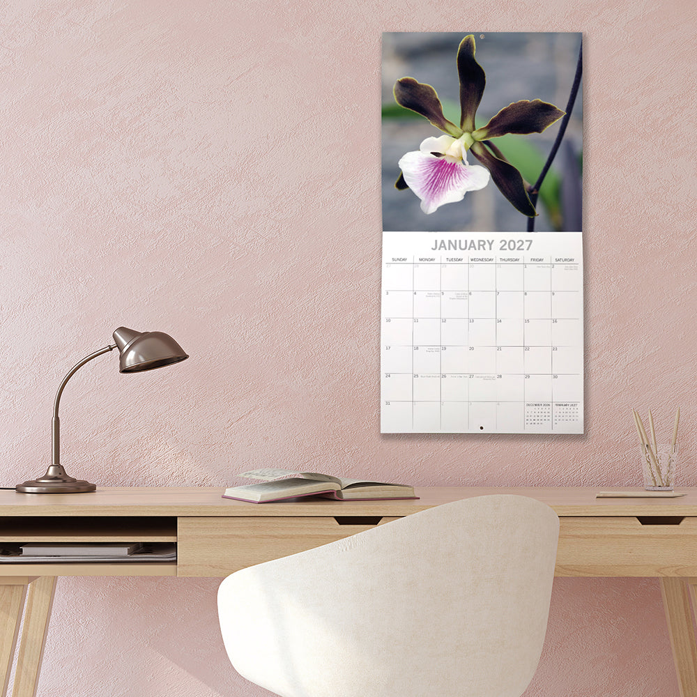 Orchids 2027 Calendar – January 2027 lifestyle shot on pink wall above desk featuring dark Oncidium orchid