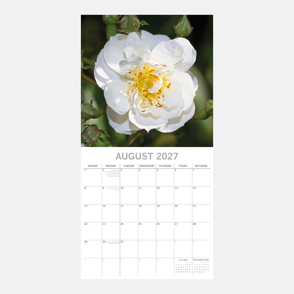 Roses 2027 Square Wall Calendar – August 2027 page featuring a white wild rose with golden stamens