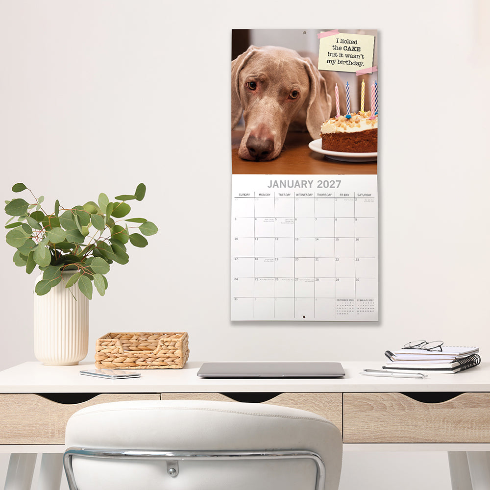 Dog Shaming 2027 Calendar – January 2027 lifestyle shot on office wall featuring Weimaraner eyeing birthday cake with I licked the CAKE confession note