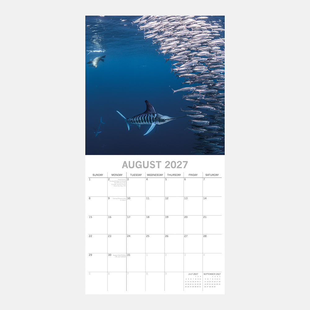Under the Sea 2027 Square Wall Calendar - August 2027 month page with striped marlin hunting a school of sardines