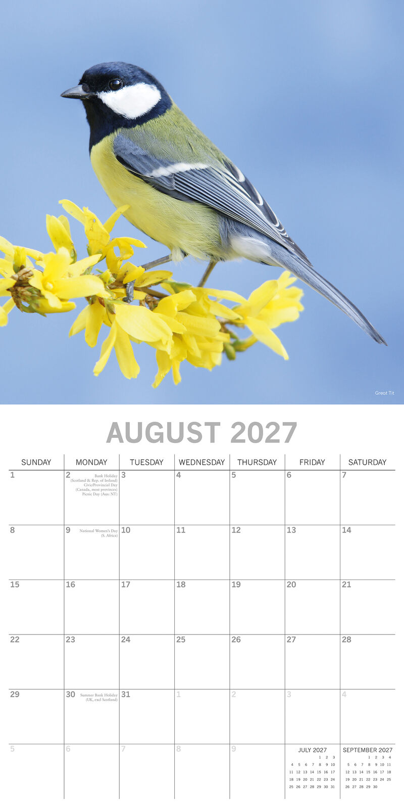 2027 Birds Square Wall Calendar – August 2027 month view with great tit on forsythia