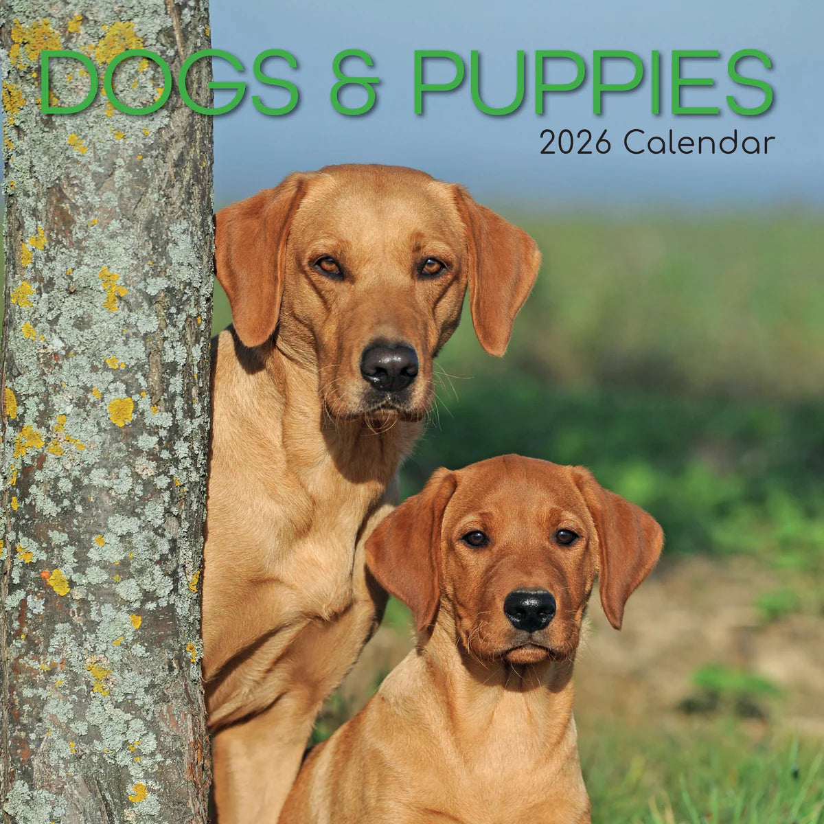 2026 Dogs & Puppies Square Wall Calendar | The Gifted Stationery Co. (GSC26068)