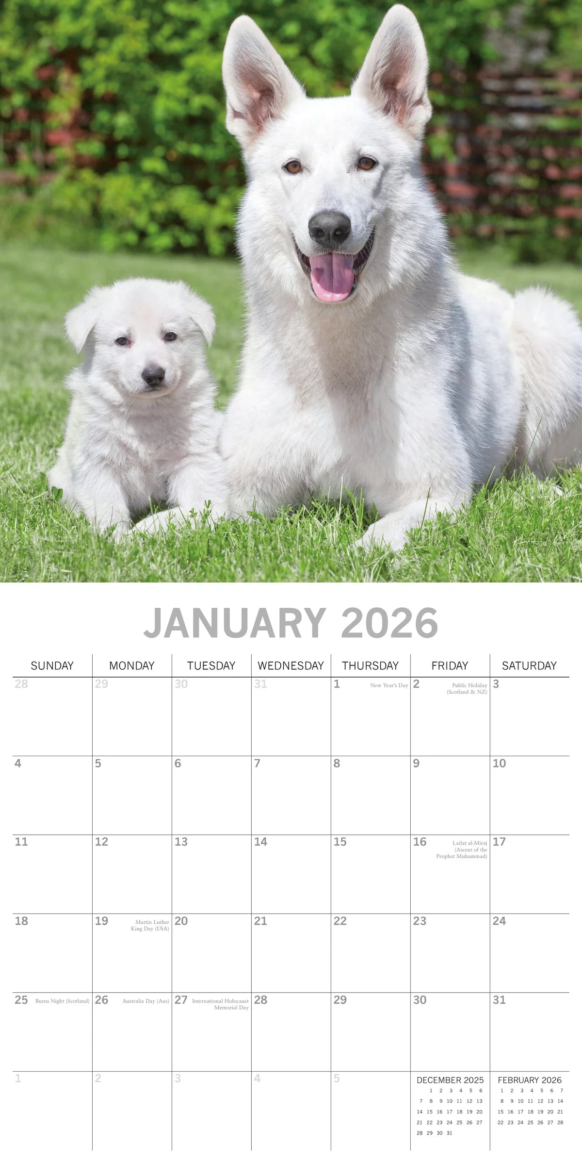 2026 Dogs & Puppies Square Wall Calendar | The Gifted Stationery Co. (GSC26068)