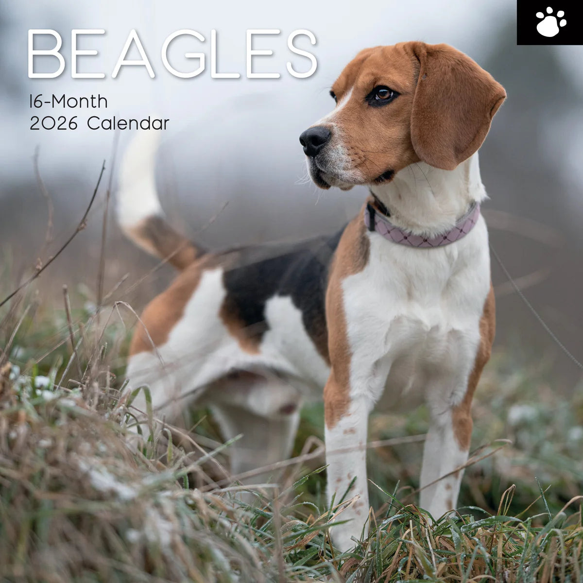 2026 Beagles - Square Wall Calendar | The Gifted Stationery Co. (GSC26103)