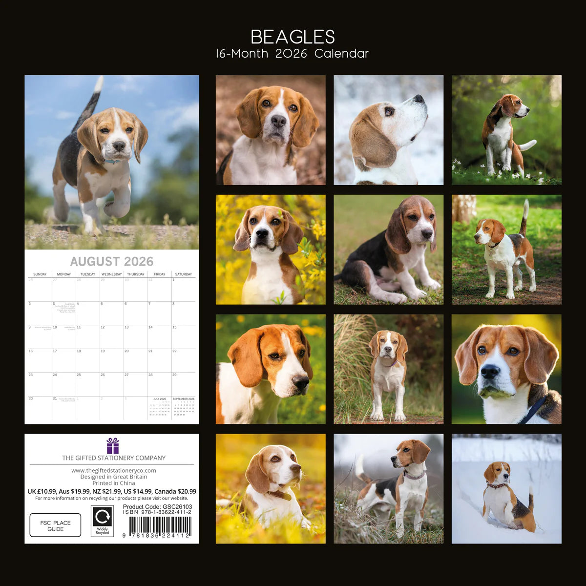 2026 Beagles - Square Wall Calendar | The Gifted Stationery Co. (GSC26103)