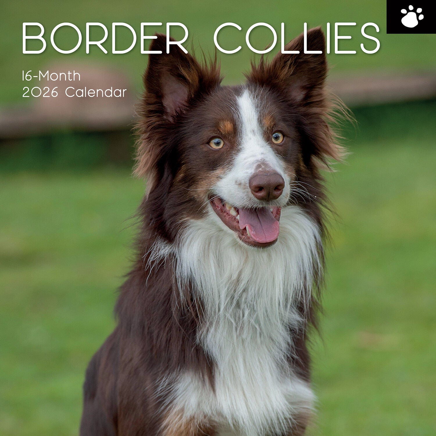 2026 Calendar Paw Prints Border Collies  - Square Wall Calendar | The Gifted Stationery Co. (GSC26104)
