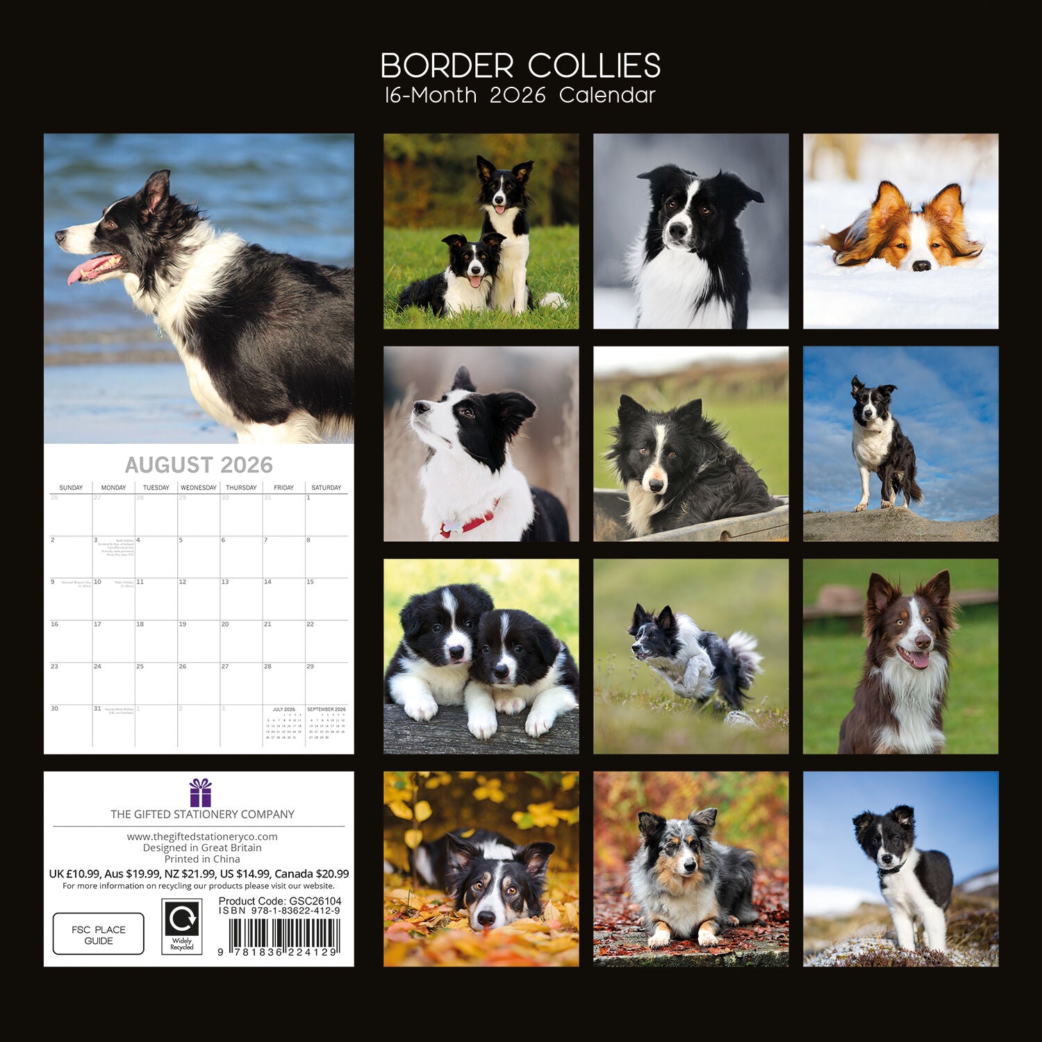 2026 Calendar Paw Prints Border Collies  - Square Wall Calendar | The Gifted Stationery Co. (GSC26104)