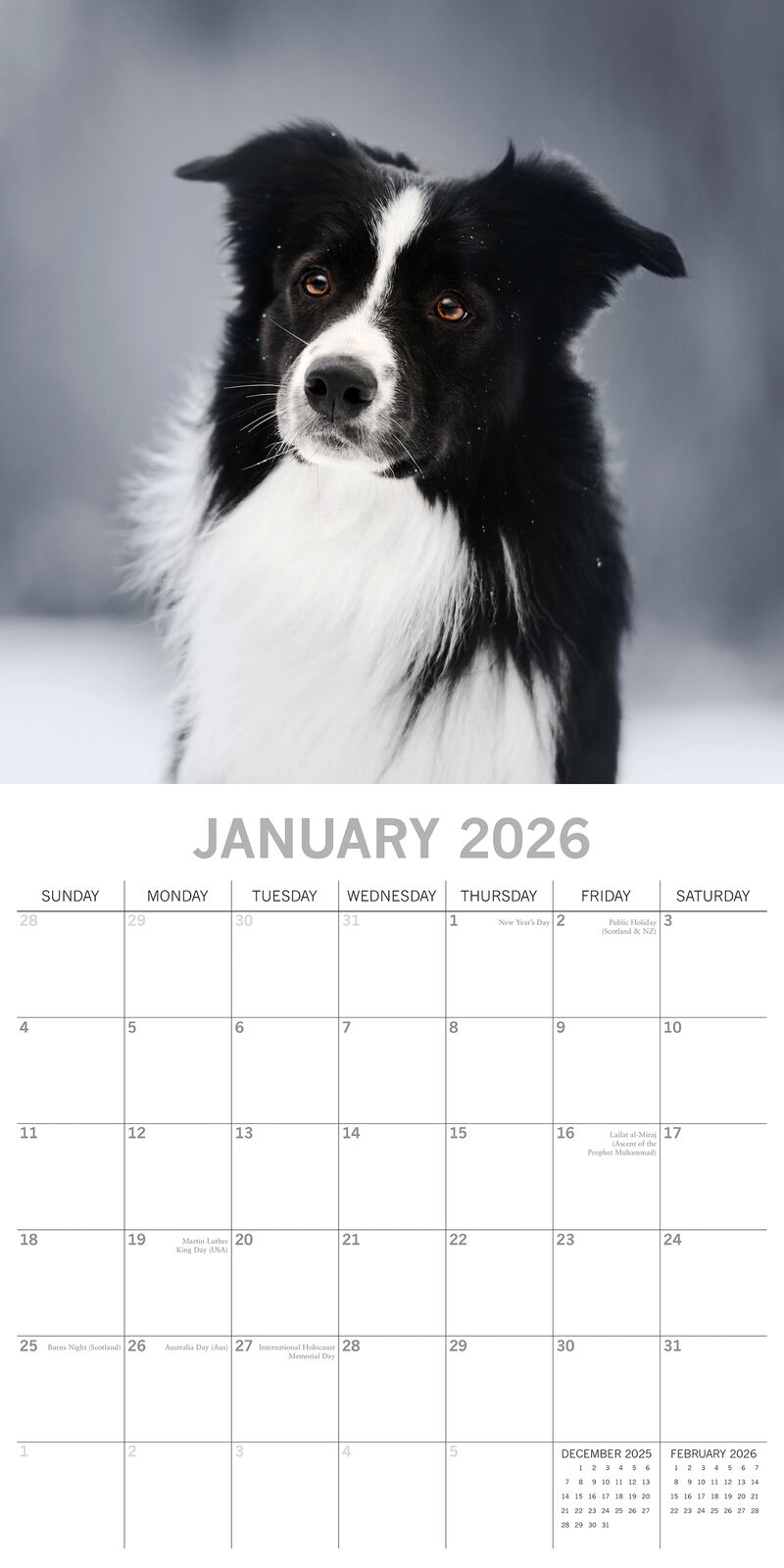 2026 Calendar Paw Prints Border Collies  - Square Wall Calendar | The Gifted Stationery Co. (GSC26104)