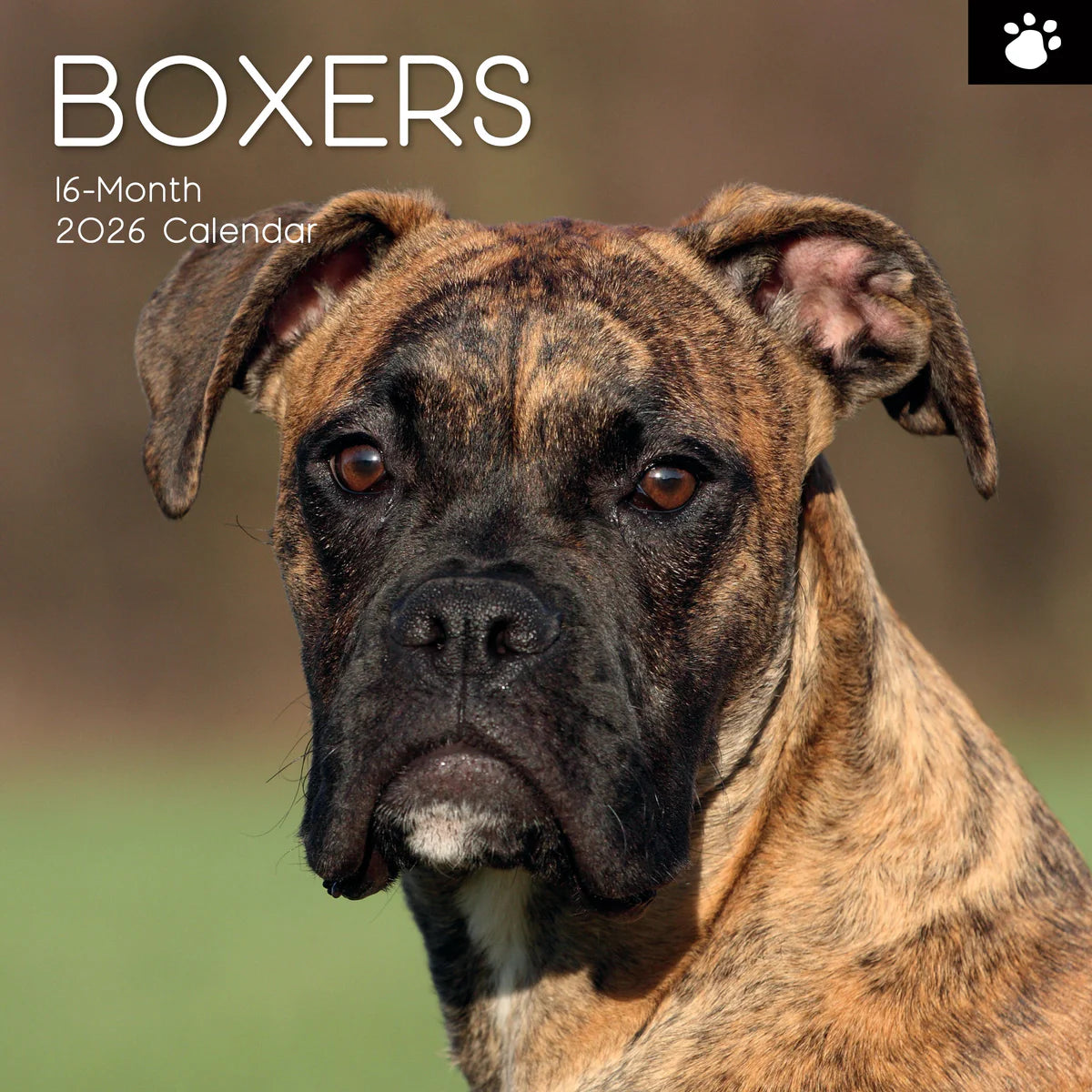 2026 Boxers - Square Wall Calendar | The Gifted Stationery Co. (GSC26105)