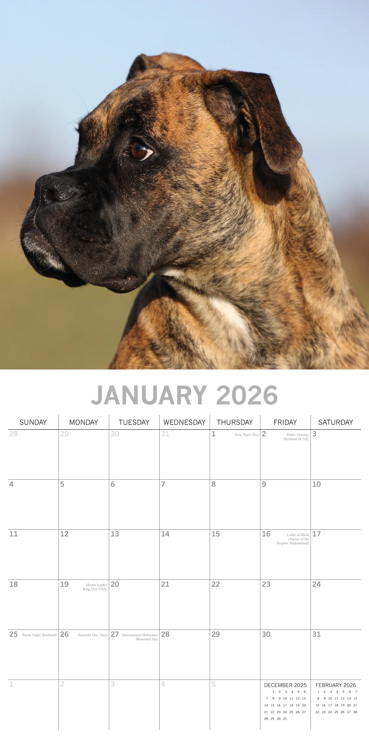 2026 Boxers - Square Wall Calendar | The Gifted Stationery Co. (GSC26105)