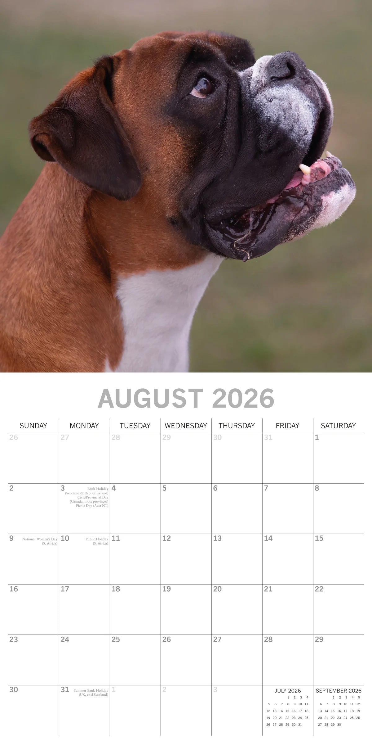 2026 Boxers - Square Wall Calendar | The Gifted Stationery Co. (GSC26105)