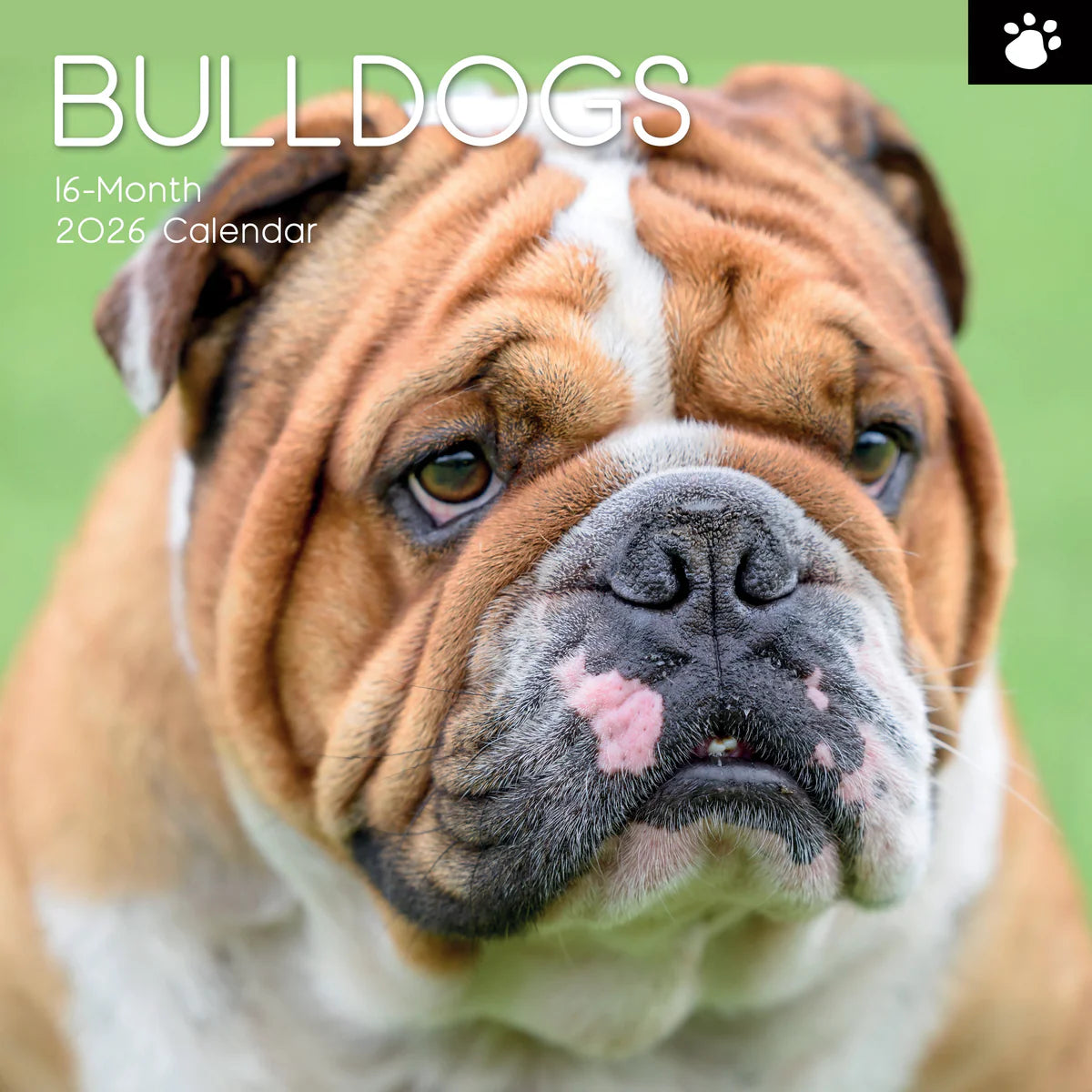 2026 Bulldogs - Square Wall Calendar | The Gifted Stationery Co. (GSC26106)