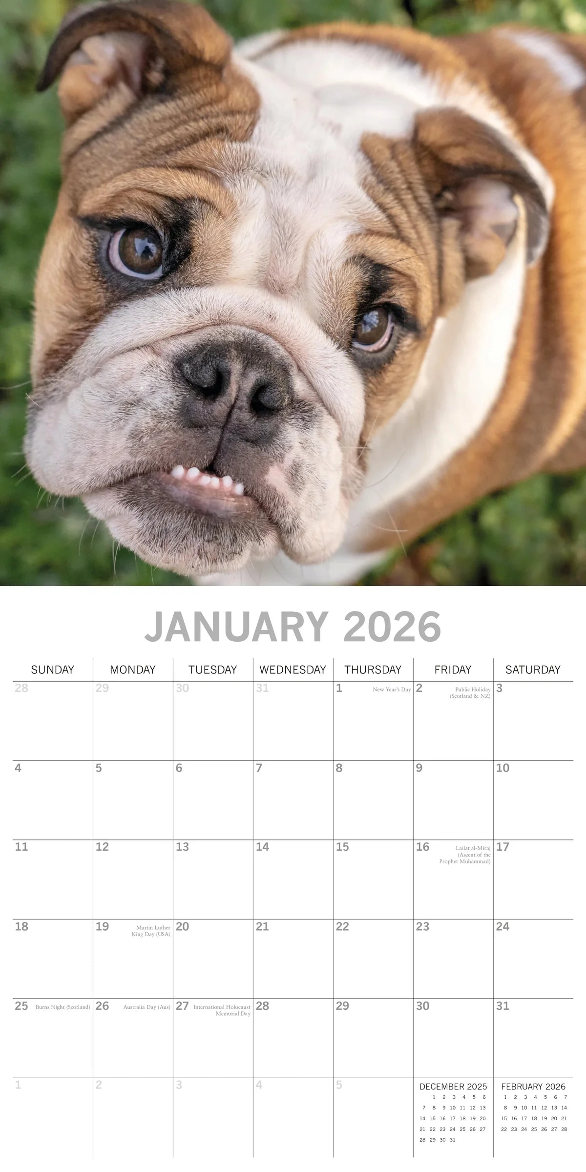 2026 Bulldogs - Square Wall Calendar | The Gifted Stationery Co. (GSC26106)