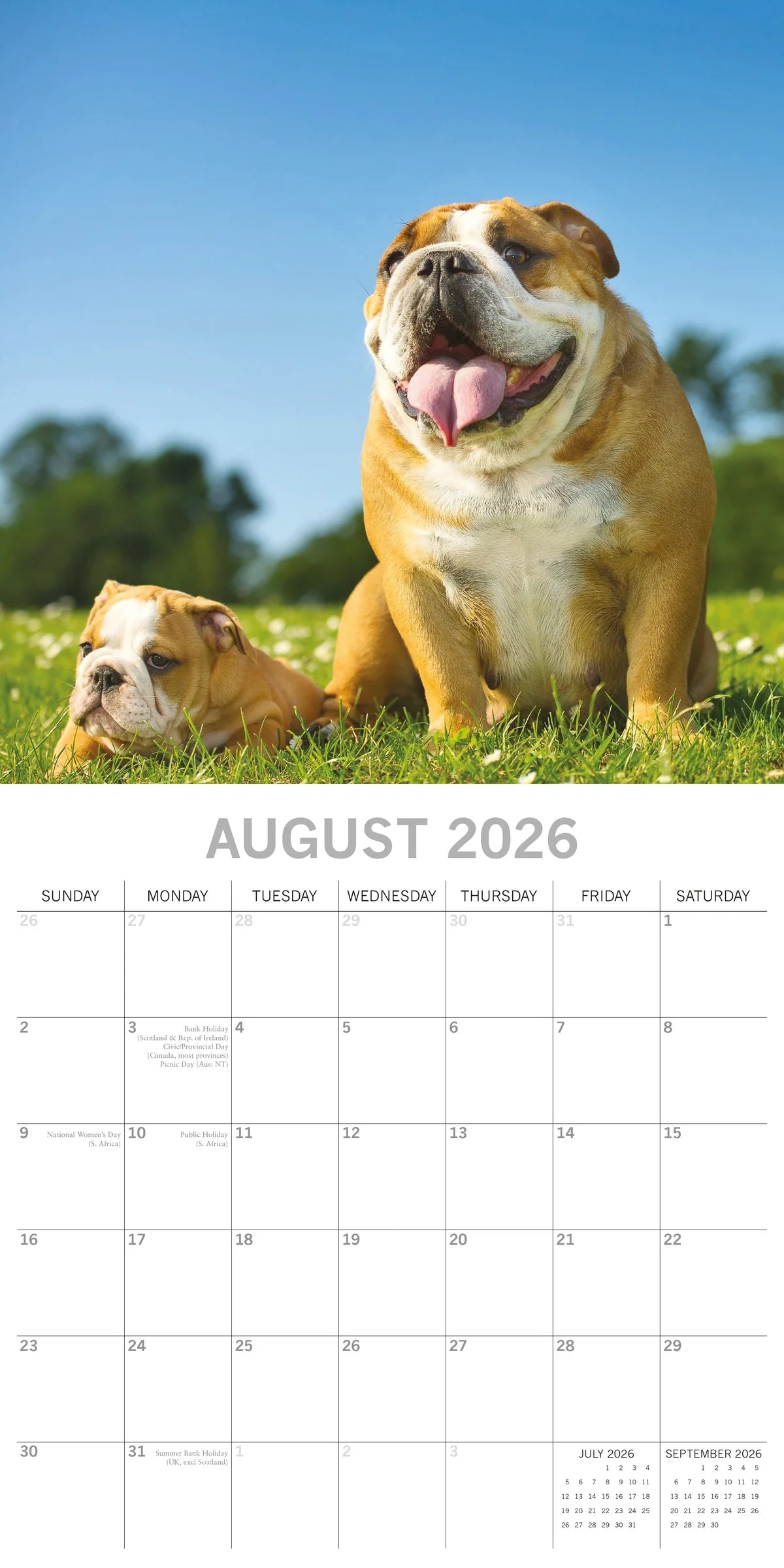 2026 Bulldogs - Square Wall Calendar | The Gifted Stationery Co. (GSC26106)