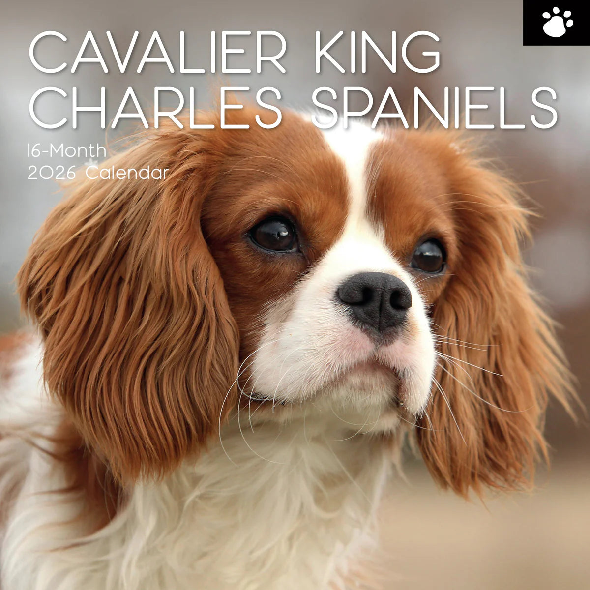 2026 Cavalier King Charles Spaniels - Square Wall Calendar | The Gifted Stationery Co. (GSC26107)