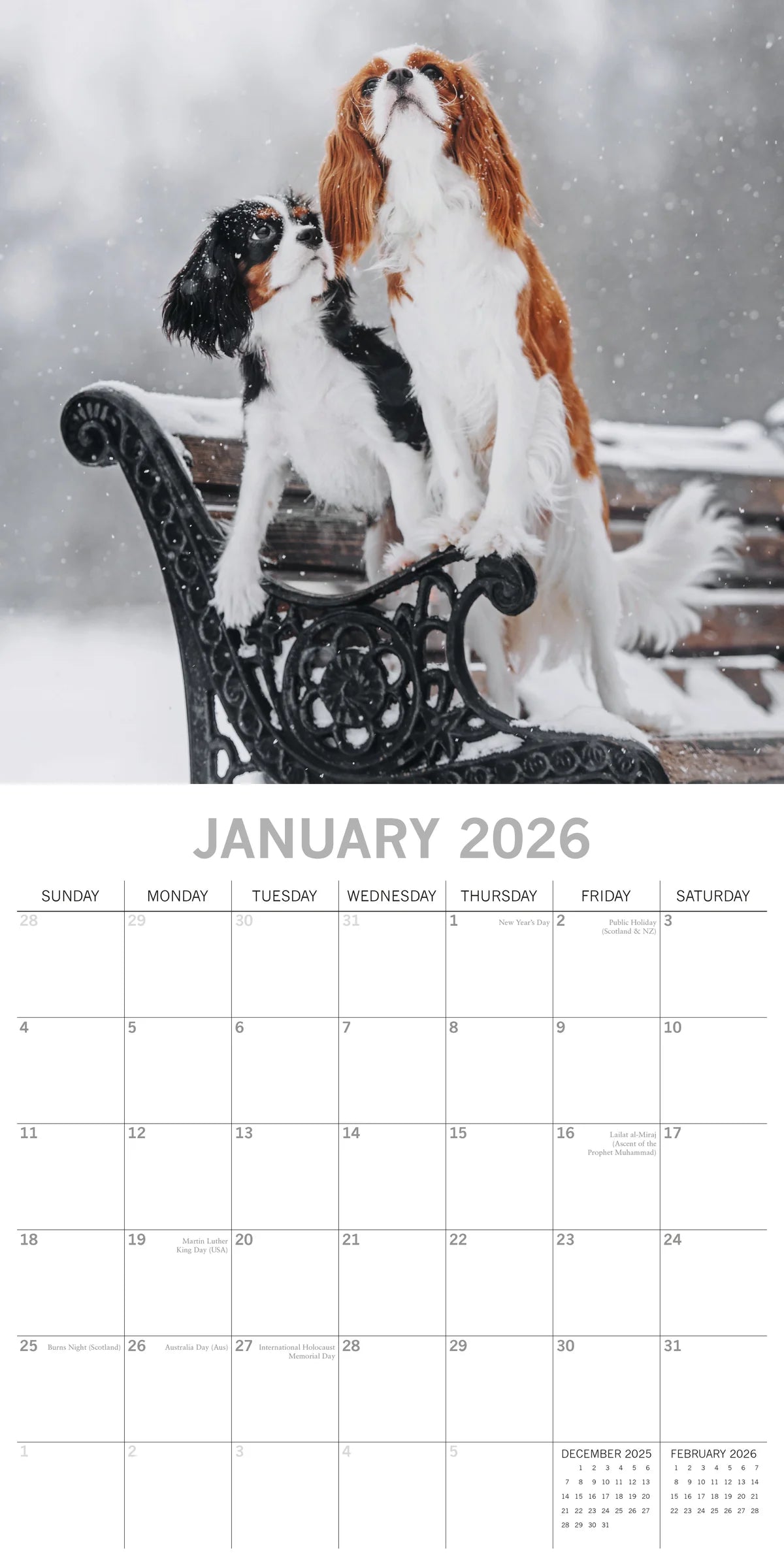 2026 Cavalier King Charles Spaniels - Square Wall Calendar | The Gifted Stationery Co. (GSC26107)