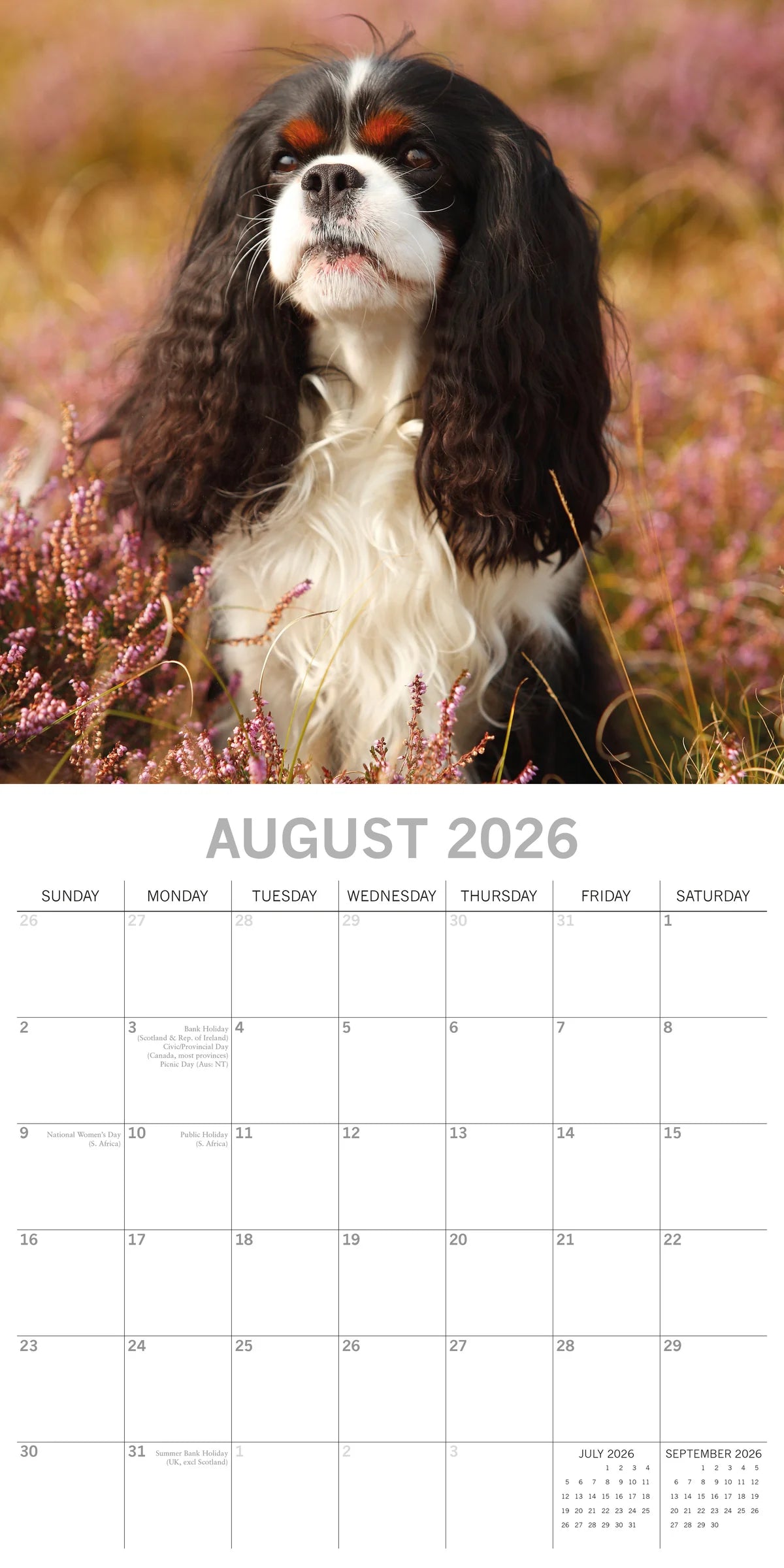 2026 Cavalier King Charles Spaniels - Square Wall Calendar | The Gifted Stationery Co. (GSC26107)