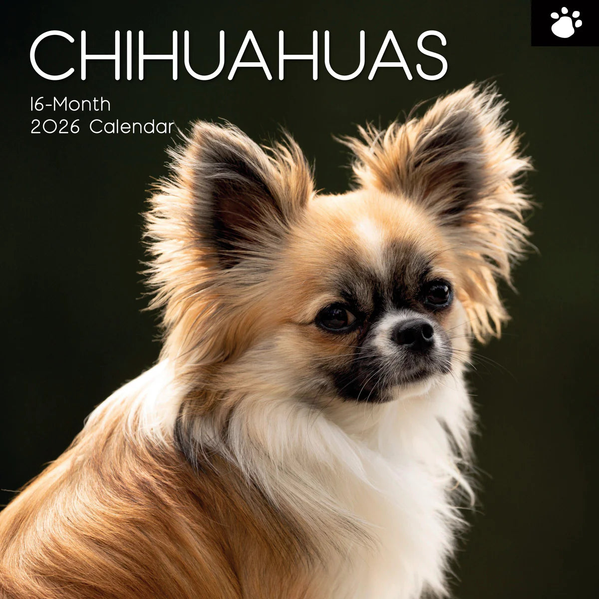 2026 Paw Prints Chihuahuas – Square Wall Calendar| The Gifted Stationery Co. (GSC26108)