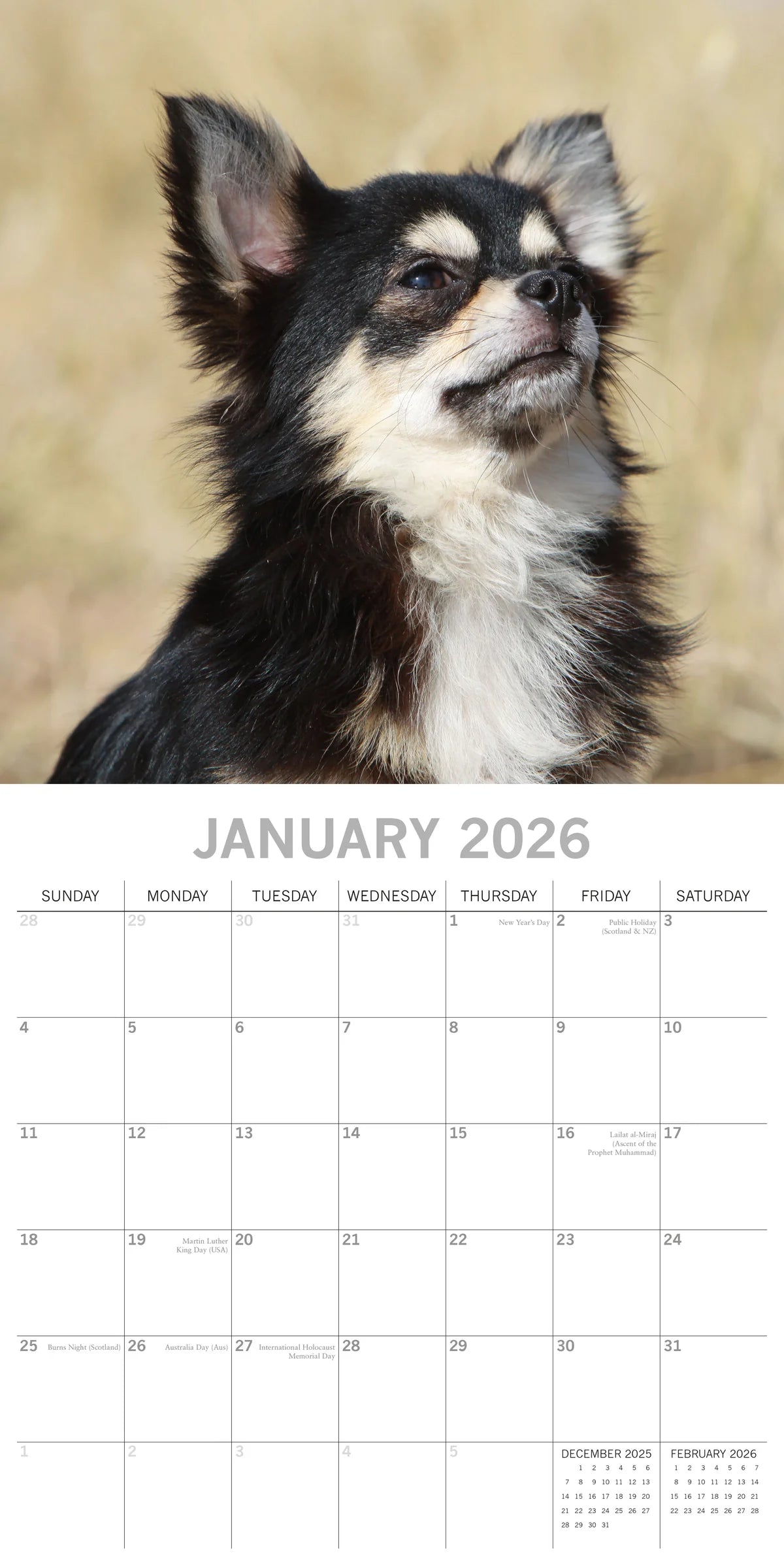 2026 Paw Prints Chihuahuas – Square Wall Calendar| The Gifted Stationery Co. (GSC26108)
