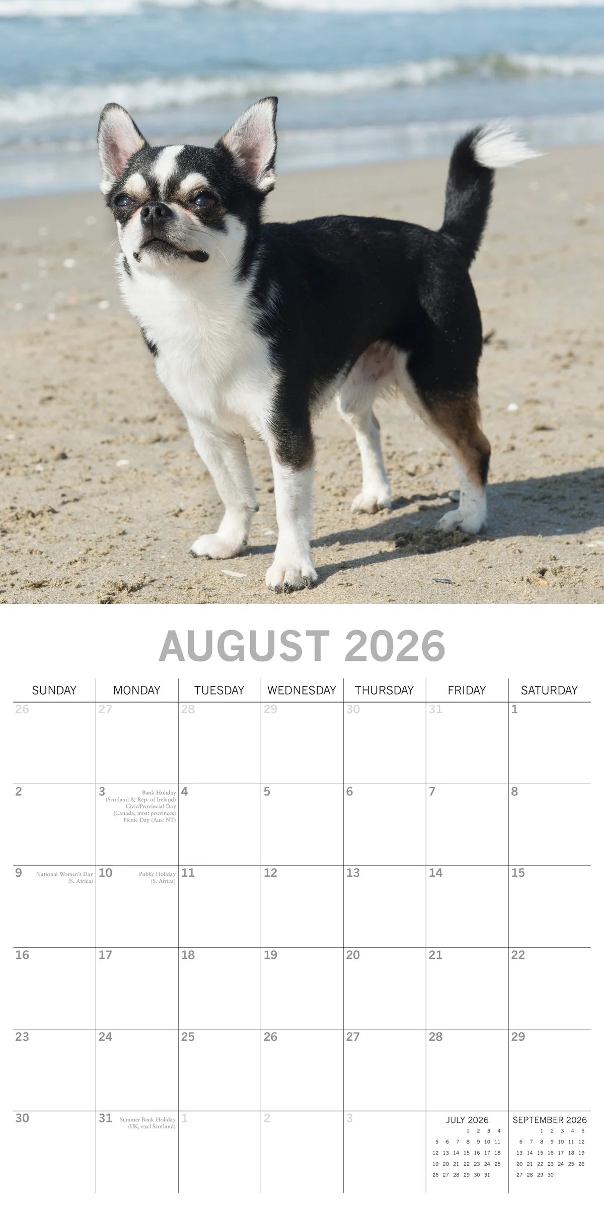 2026 Paw Prints Chihuahuas – Square Wall Calendar| The Gifted Stationery Co. (GSC26108)