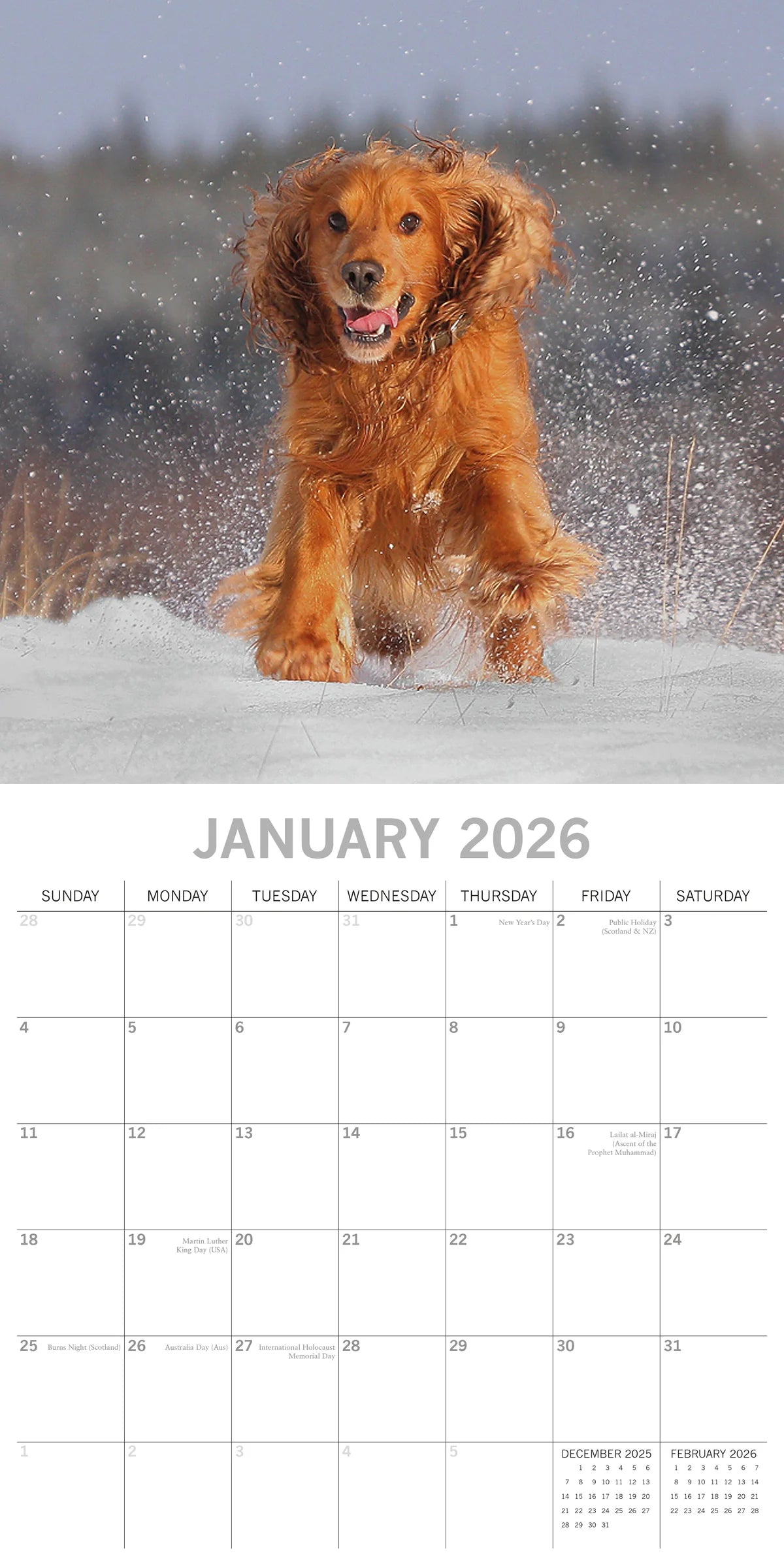2026 Paw Prints Cocker Spaniels – Square Wall Calendar| The Gifted Stationery Co. (GSC26109)