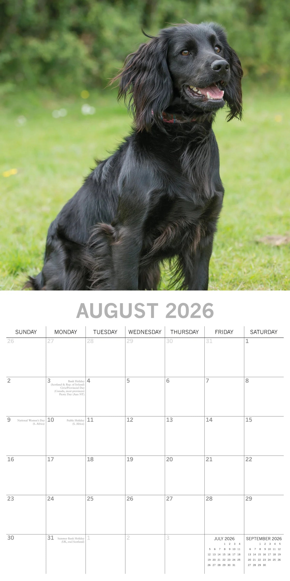 2026 Paw Prints Cocker Spaniels – Square Wall Calendar| The Gifted Stationery Co. (GSC26109)