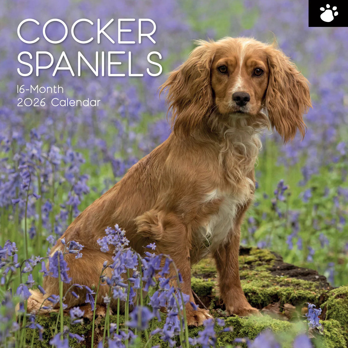 2026 Paw Prints Cocker Spaniels – Square Wall Calendar| The Gifted Stationery Co. (GSC26109)