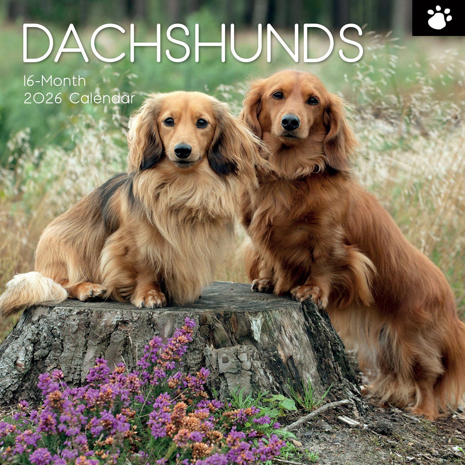 2026 Paw Prints Dachshunds – Square Wall Calendar| The Gifted Stationery Co. (GSC26110)