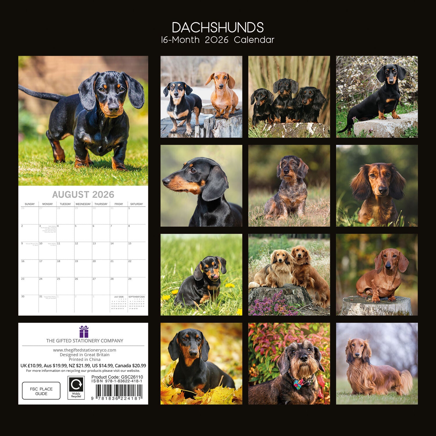 2026 Paw Prints Dachshunds – Square Wall Calendar| The Gifted Stationery Co. (GSC26110)
