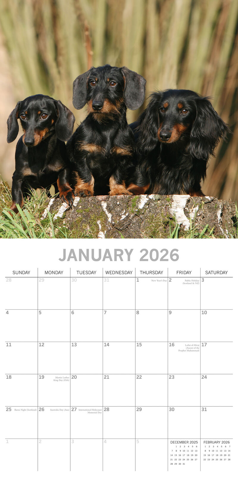 2026 Paw Prints Dachshunds – Square Wall Calendar| The Gifted Stationery Co. (GSC26110)