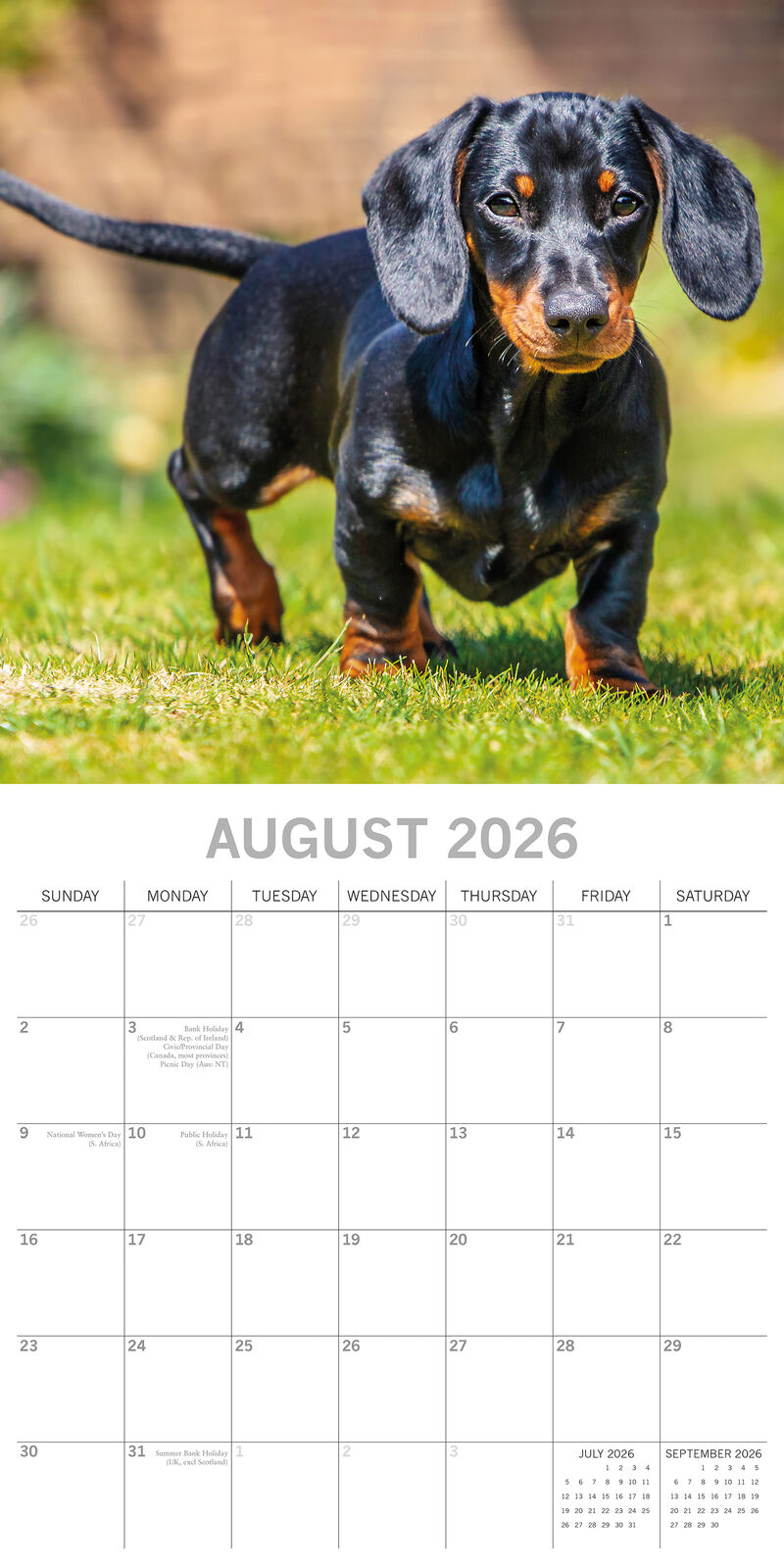 2026 Paw Prints Dachshunds – Square Wall Calendar| The Gifted Stationery Co. (GSC26110)