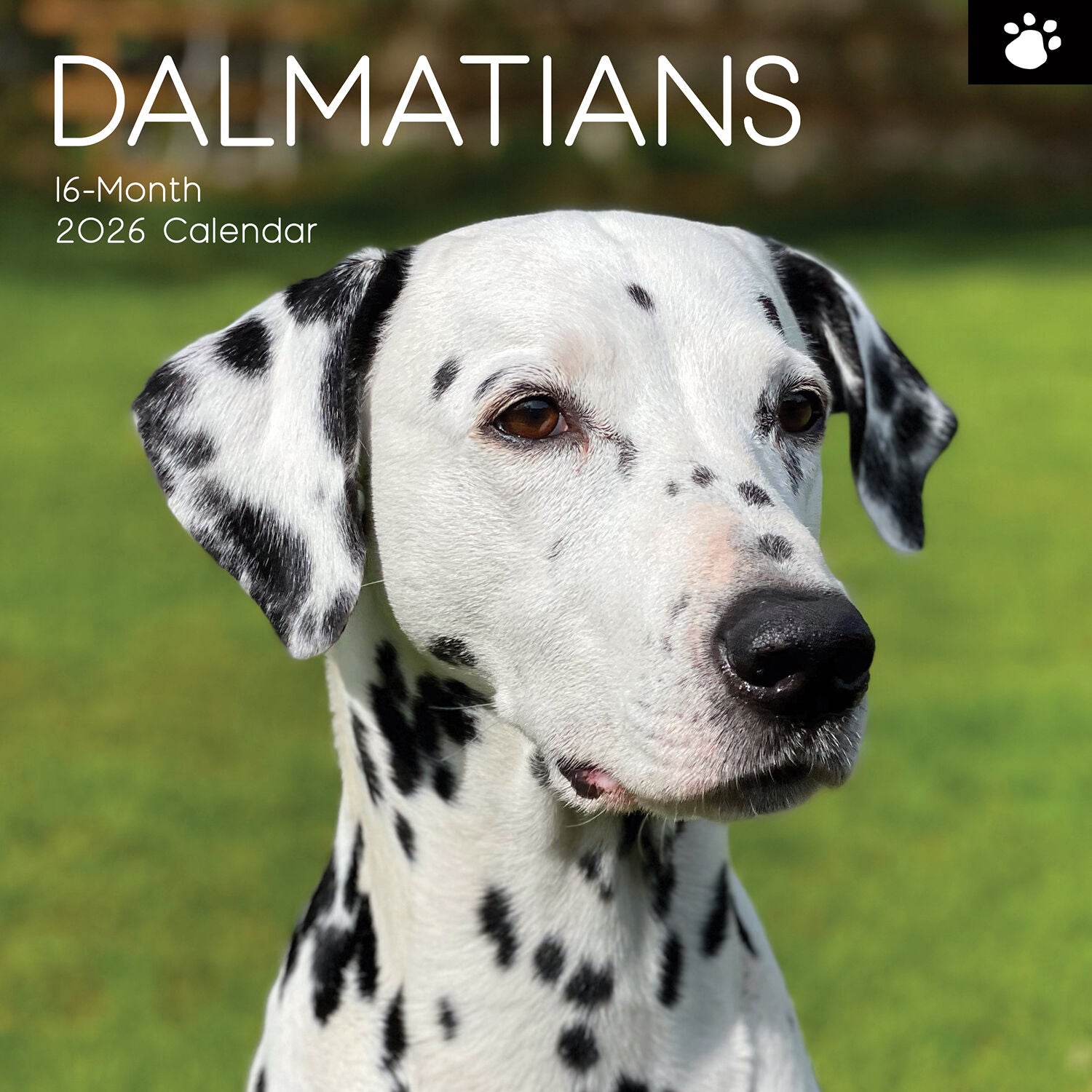 2026 Paw Prints Dalmatians – Square Wall Calendar| The Gifted Stationery Co. (GSC26111)