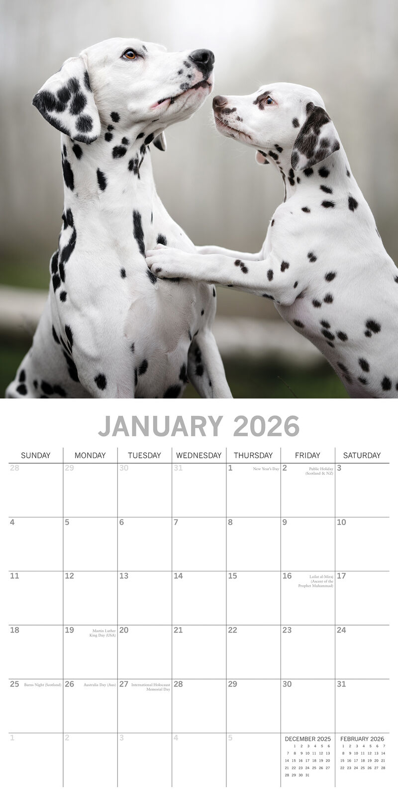 2026 Paw Prints Dalmatians – Square Wall Calendar| The Gifted Stationery Co. (GSC26111)