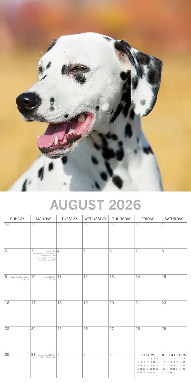 2026 Paw Prints Dalmatians – Square Wall Calendar| The Gifted Stationery Co. (GSC26111)