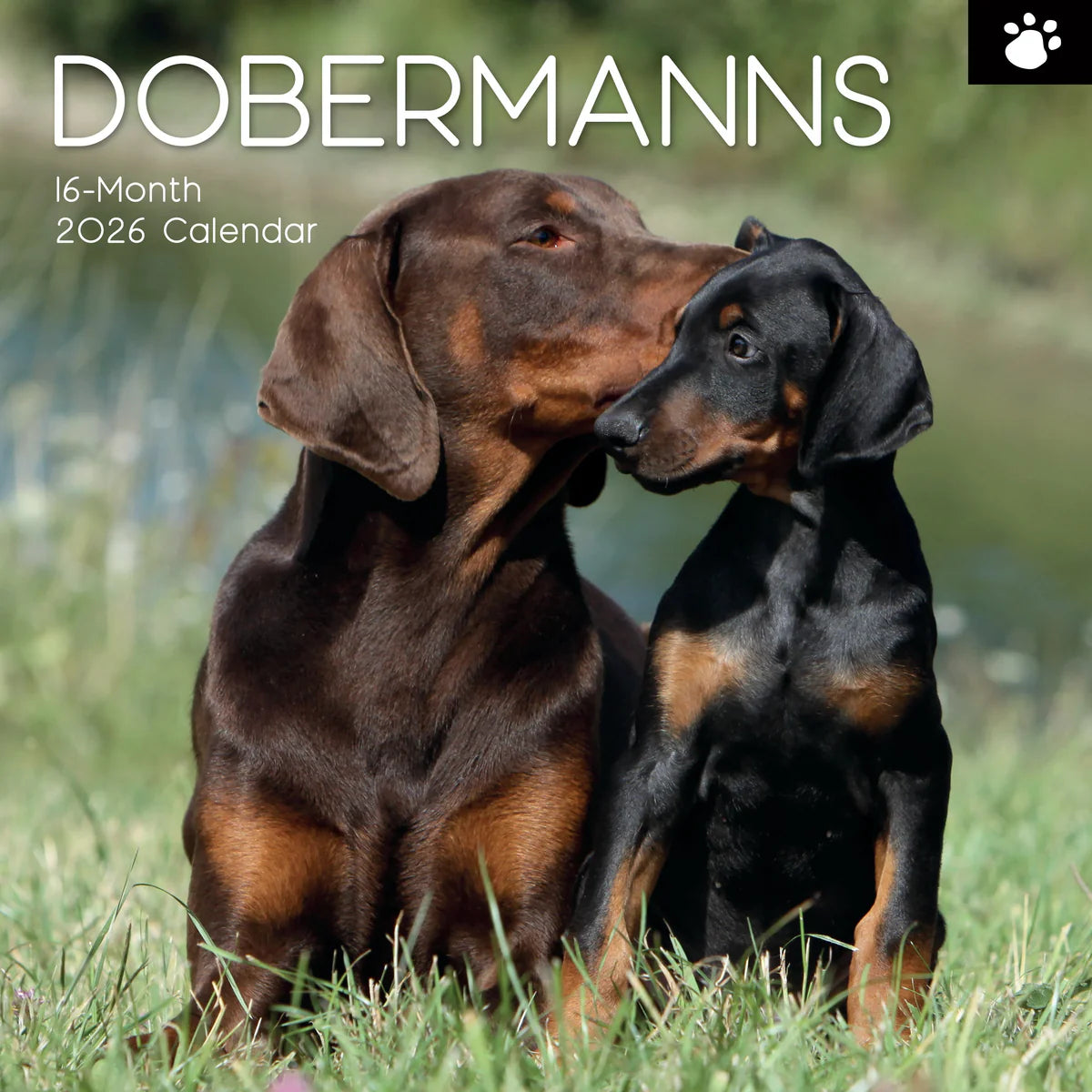 2026 Paw Prints Dobermans – Square Wall Calendar| The Gifted Stationery Co. (GSC26112)