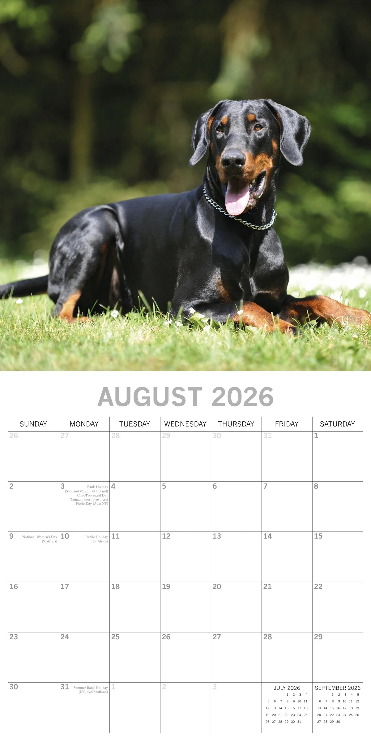 2026 Paw Prints Dobermans – Square Wall Calendar| The Gifted Stationery Co. (GSC26112)