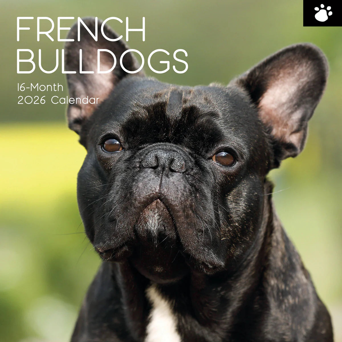 2026 Paw Prints French Bulldogs – Square Wall Calendar| The Gifted Stationery Co. (GSC26113)