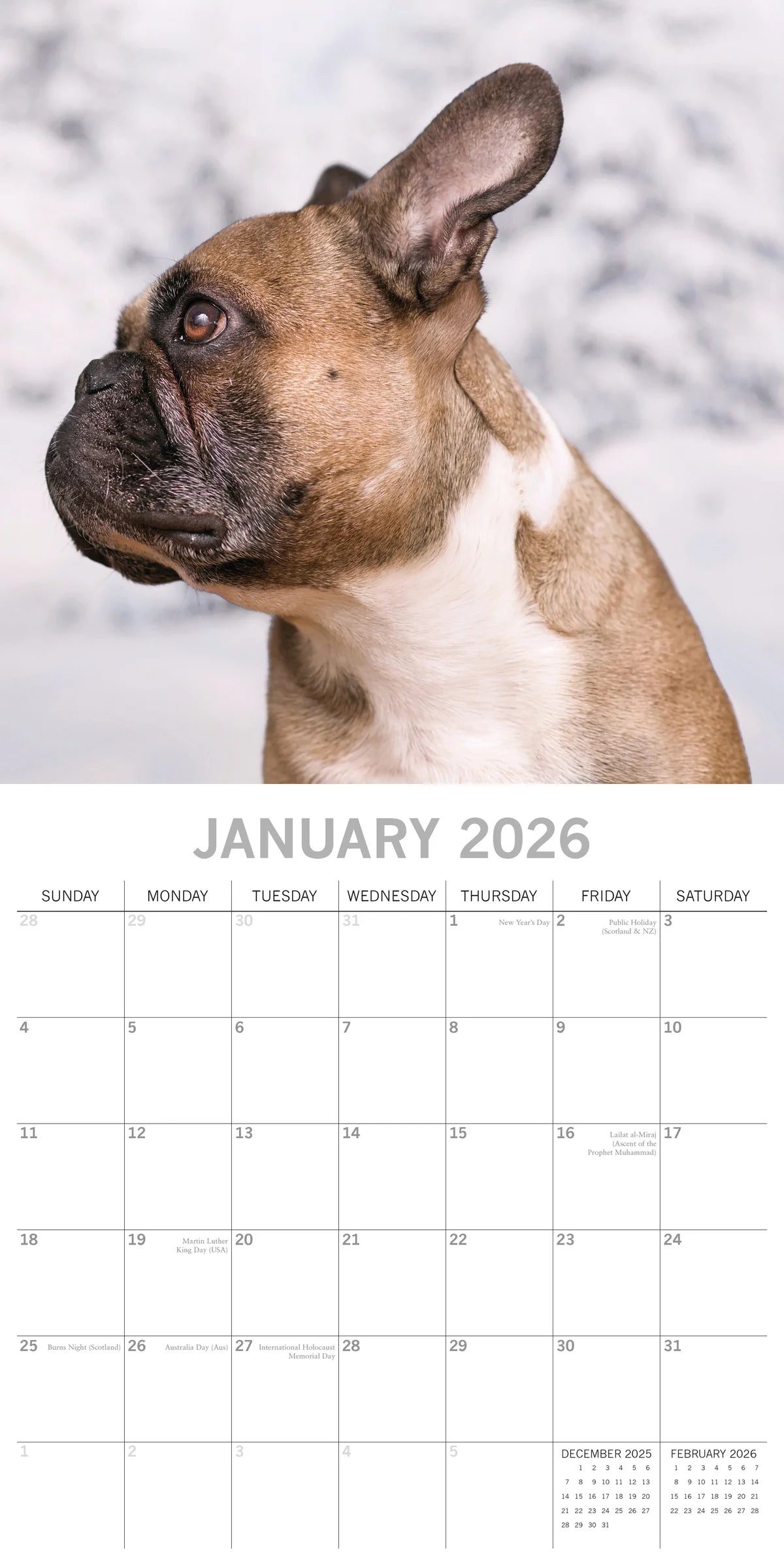 2026 Paw Prints French Bulldogs – Square Wall Calendar| The Gifted Stationery Co. (GSC26113)