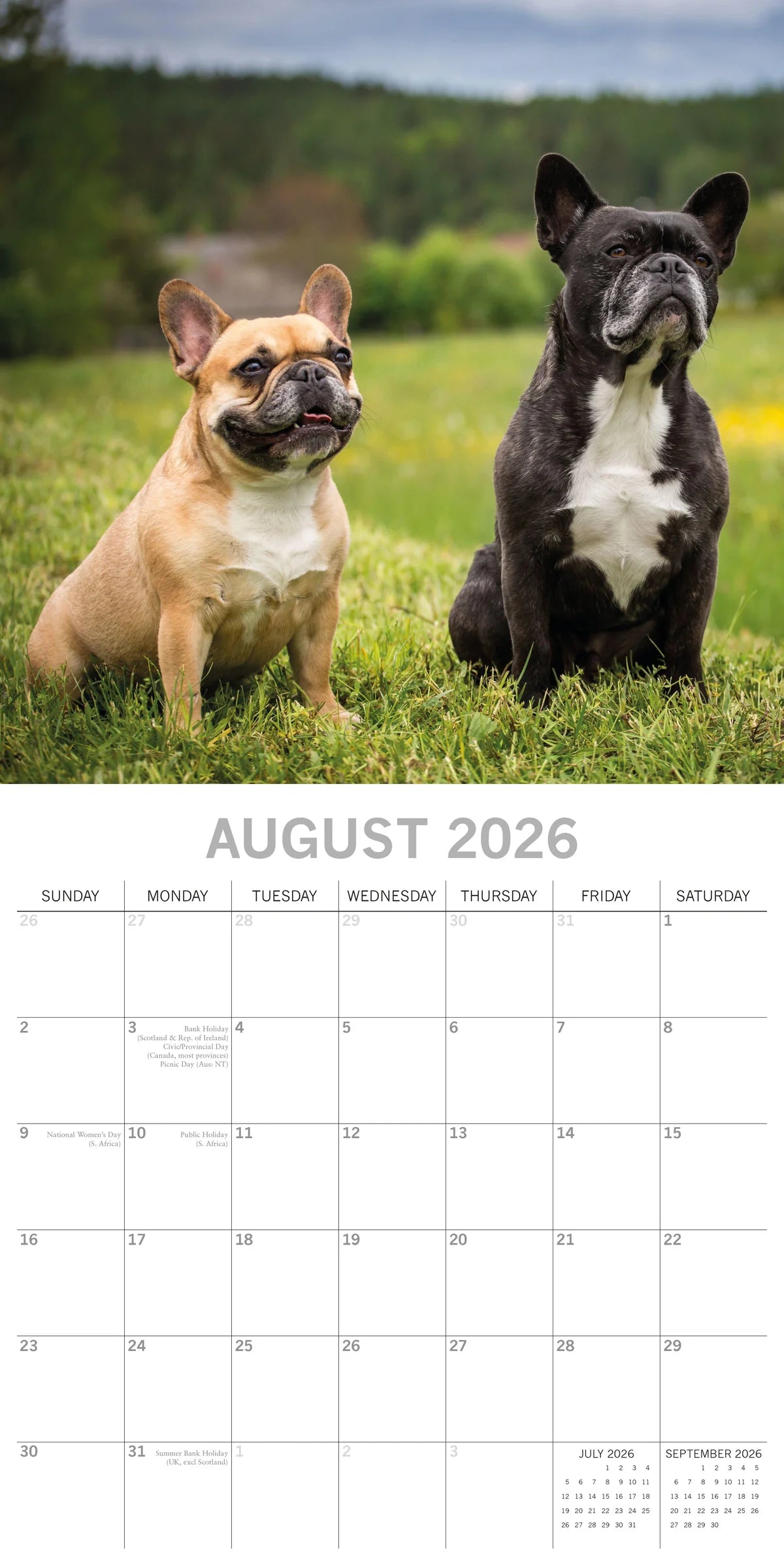 2026 Paw Prints French Bulldogs – Square Wall Calendar| The Gifted Stationery Co. (GSC26113)