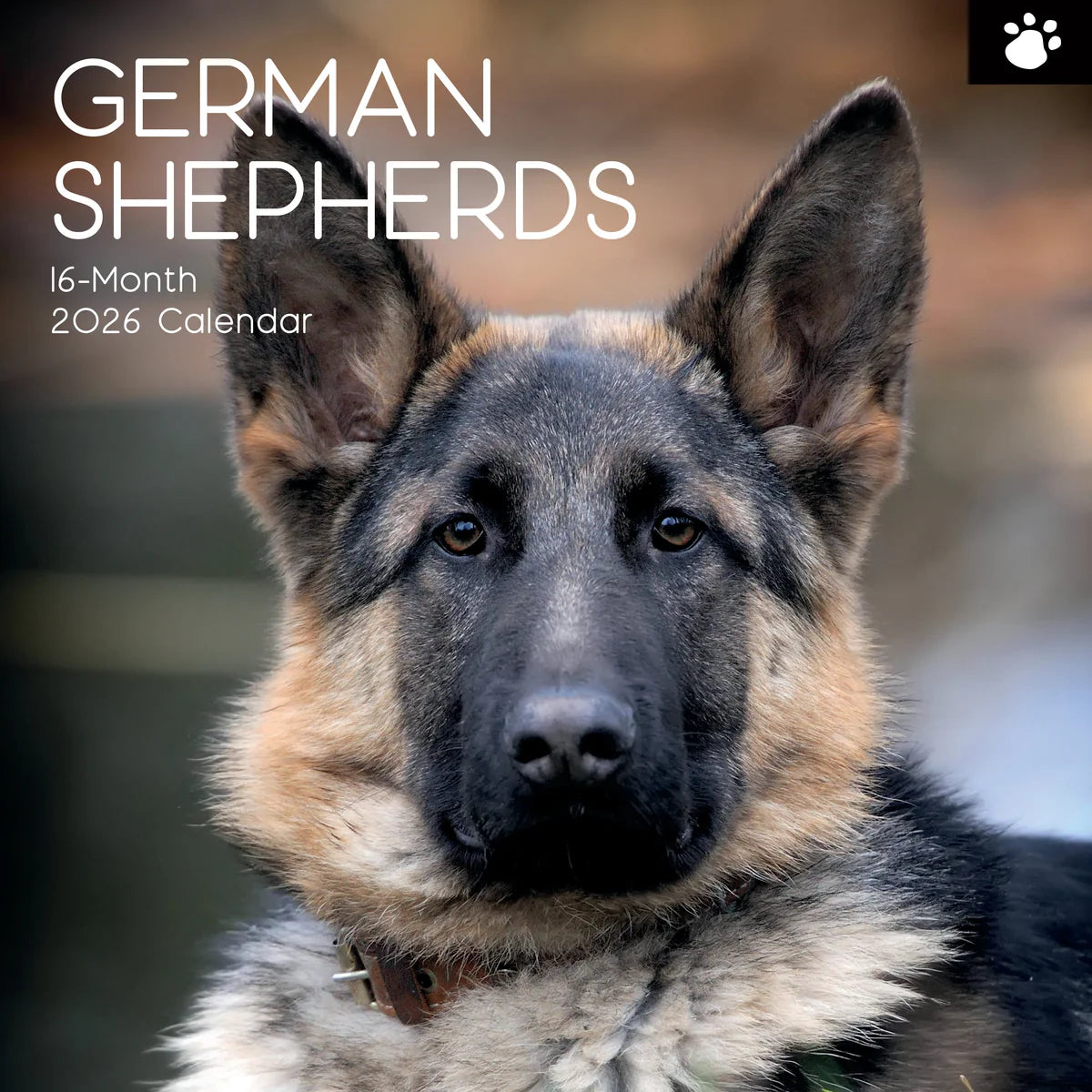 2026 Paw Prints German Shepherds – Square Wall Calendar| The Gifted Stationery Co. (GSC26114)