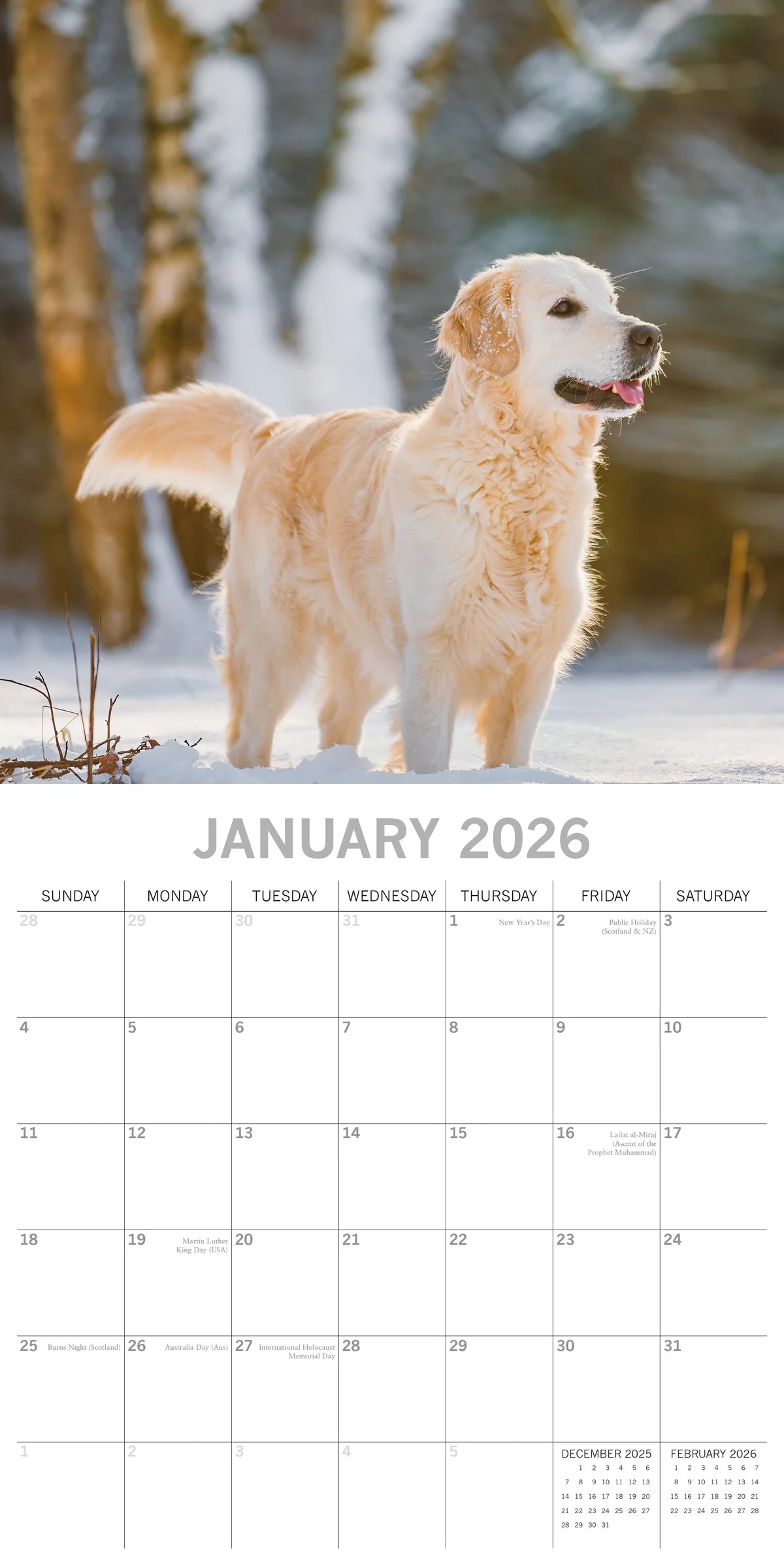 2026 Paw Prints Golden Retrievers – Square Wall Calendar| The Gifted Stationery Co. (GSC26115)