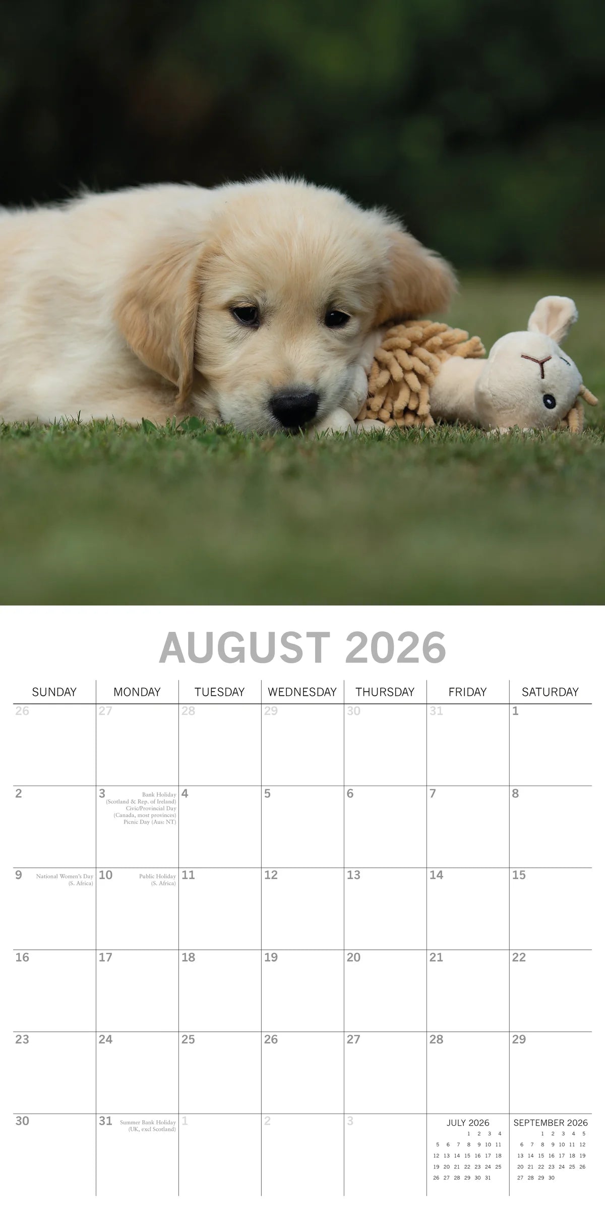 2026 Paw Prints Golden Retrievers – Square Wall Calendar| The Gifted Stationery Co. (GSC26115)