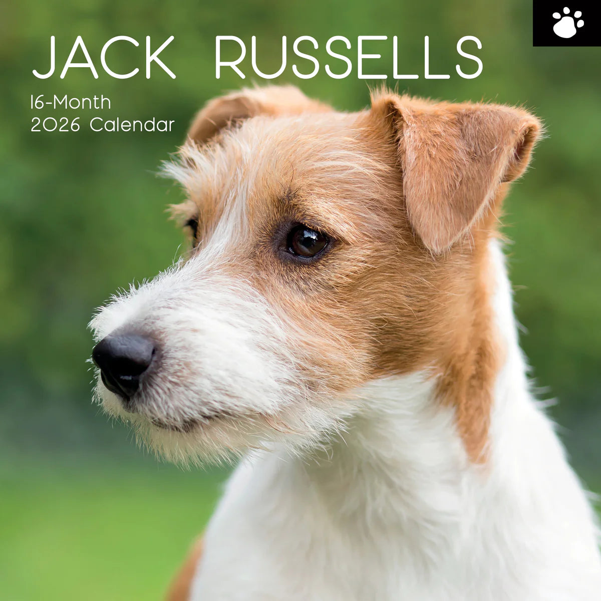 2026 Paw Prints Jack Russell – Square Wall Calendar| The Gifted Stationery Co. (GSC26116)