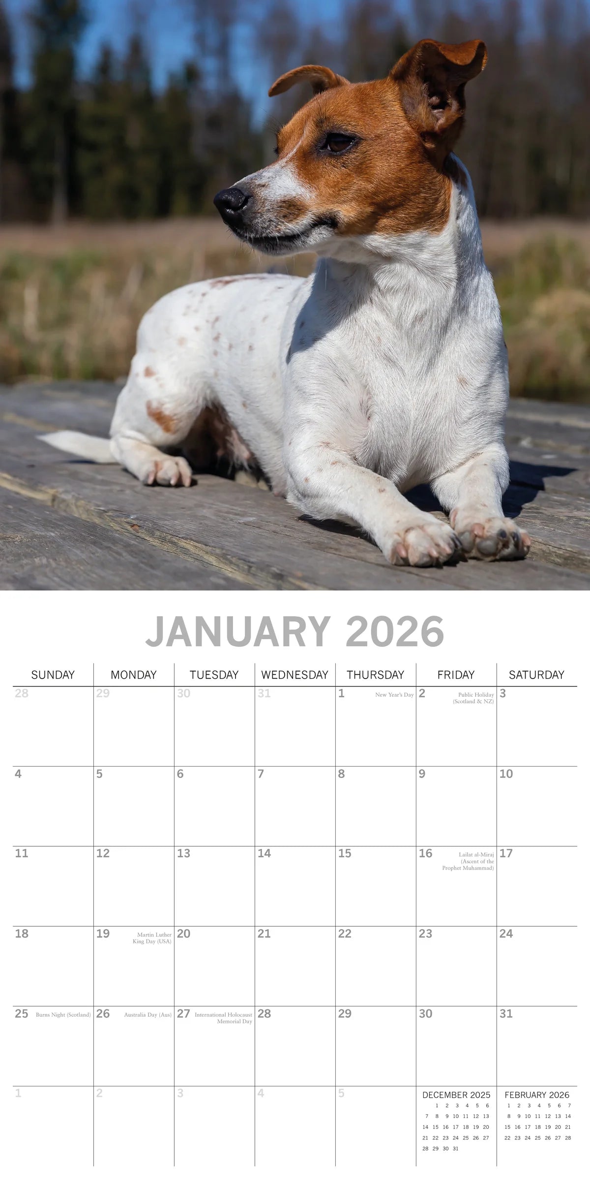 2026 Paw Prints Jack Russell – Square Wall Calendar| The Gifted Stationery Co. (GSC26116)