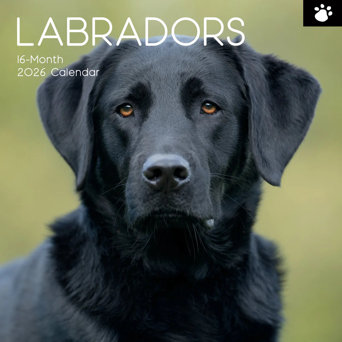 2026 Paw Prints Labradors– Square Wall Calendar| The Gifted Stationery Co. (GSC26117)