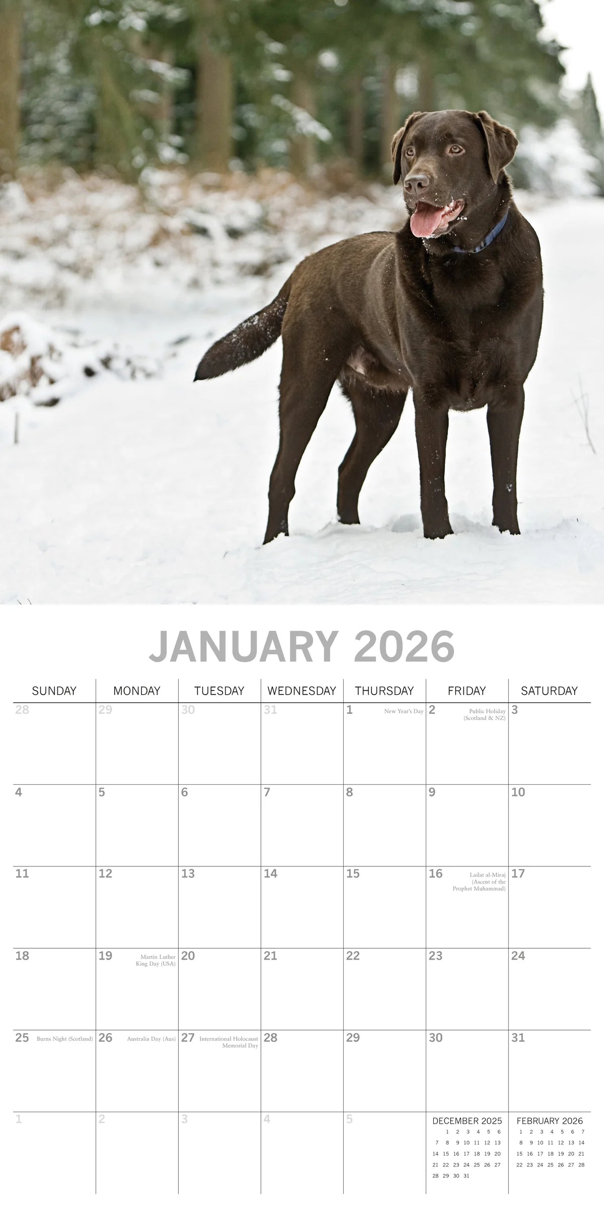 2026 Paw Prints Labradors– Square Wall Calendar| The Gifted Stationery Co. (GSC26117)