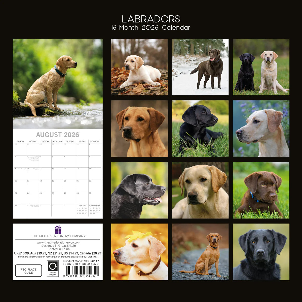 2026 Paw Prints Labradors– Square Wall Calendar| The Gifted Stationery Co. (GSC26117)