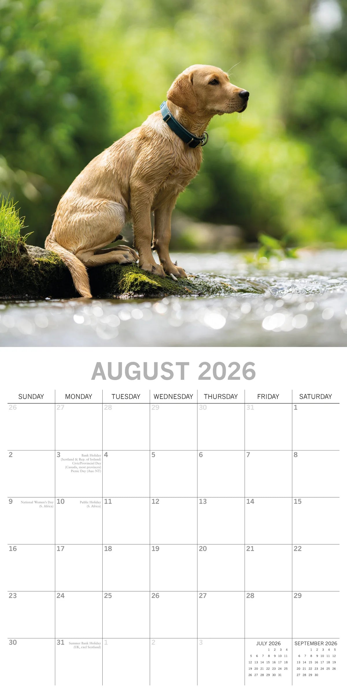 2026 Paw Prints Labradors– Square Wall Calendar| The Gifted Stationery Co. (GSC26117)